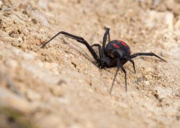 Alerta en Tucumán: murió una mujer por una picadura de araña