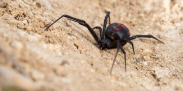 Alerta en Tucumán: murió una mujer por una picadura de araña